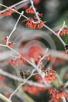 Witch hazel, Hamamelis x Intermedia Diane, copper-red flowers